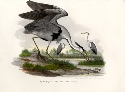 Garza real, 1864 de German School